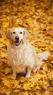Havadan çekilmiş sakin, saf kanlı Golden Retriever köpeğinin fotoğrafı etrafını sarmış, güz yaprakları getiriyor. Modern yaşam tarzında olgun insan kavramı, dinlenme, emeklilik zamanı.