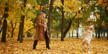 Olgun bir adam ve köpeği, altın sonbahar yapraklarıyla çevrili, serin meltemin ve birlikte oynamanın tadını çıkarıyorlar. Modern yaşam tarzında olgun insan kavramı, dinlenme, emeklilik zamanı.