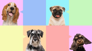 Kolaj. Safkan Cocker Spaniels, Schnauzer, pug ve Westie 'nin çok renkli arka plana karşı farklı oyuncu ifadeleri ve konuşma baloncukları. Veterinerlik, tımar hizmetleri kavramı