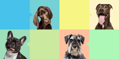 Renkli kolaj köpekleri, safkan Beagle, Dachshund, Jack Russell ve Cocker Spaniel renkli arka plana karşı konuşma baloncukları. Veterinerlik, tımar hizmetleri kavramı.