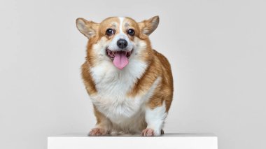 Pofuduk kahverengi ve beyaz Corgi beyaz kutunun üzerinde oturuyor, gözleri neşe dolu bir ifadeyle geniş. Dili şakacı bir şekilde sarkıyor ve kulakları dikkatle kalkıyor. Hayvan bakımı, tımar, veterinerlik. Ad