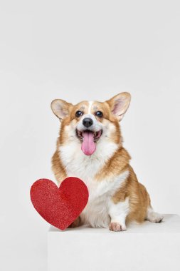 Sevimli, neşeli, mutlu, safkan Galli Corgi Pembroke köpeğinin portresi, beyaz arka planda kalp şeklinde bir kartla oturuyor. Hayvanlar, tımar, veteriner, sevgi ve bakım kavramı. Ad