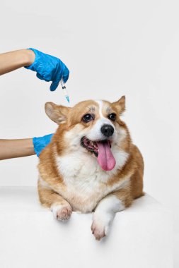 Mavi eldivenli tanınmayan doktor elinde şırıngayla, sakince yalan söyleyen safkan Corgi köpeğine aşı yapıyor. Hayvanlar, tımar, veteriner, sevgi ve bakım kavramı. Ad
