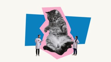 Hareketi durdur. Animasyon klibi. Veteriner kliniği. Veterinerler kedilerin sağlığını kontrol ediyor, ciğerlerini dinliyor. Evcil hayvanlara bakmak. Veterinerlik kavramı, hayvan yaşam tarzı, sağlık