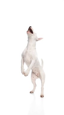 Minyatür Boğa Teriyeri portresi. Köpek ağzı açık ve ön pençeleri beyaz stüdyo arka planında. Hayvan severler, veterinerler ve evcil hayvanlar için bakım hizmetleri kavramı.