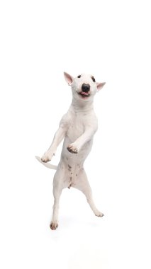 Beyaz Minyatür Boğa Teriyeri beyaz stüdyonun arka planında dans ediyor. Köpeğin vücudu genişletilir ve ön pençeler kaldırılır. Evcil hayvan severler, veterinerler ve evcil hayvanlar için bakım hizmetleri kavramı.