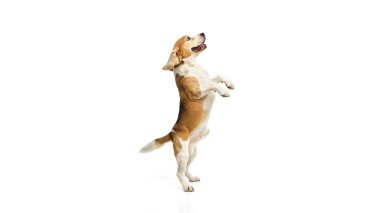 Arka ayakları üzerinde duran mutlu genç av köpeği, pençelerini kaldırmış, beyaz stüdyo arka planına karşı neşeli hareketler sergiliyor. Hayvan konsepti, hayvan sadakati, eğitim, aktif yaşam tarzı, neşe.