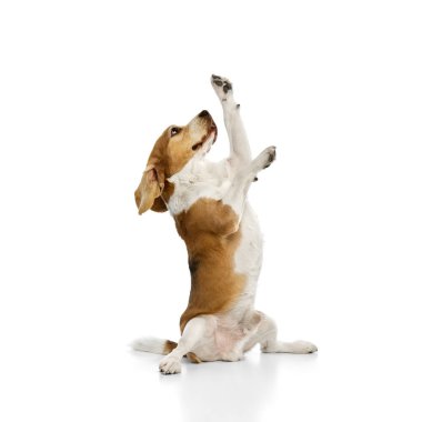 Heyecanlı safkan av köpeği pençelerini kaldırıyor, beyaz stüdyo arka planına karşı neşeli bir ifadeyle yukarı doğru uzanıyor. Hayvan bakımı, sağlık, veterinerlik, eğitim ve neşeli ruh kavramı..