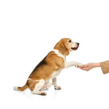 Dost canlısı, safkan bir av köpeği insan eliyle pençelerini sallıyor, beyaz stüdyo geçmişine karşı sadakat ve güven gösteriyor. Hayvan konsepti, eğitim, arkadaşlık, hayvan bakımı, veterinerlik..