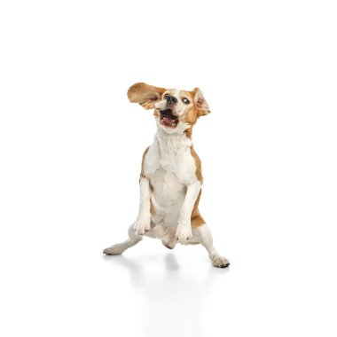Kulakları kulaklarında zıplayan neşeli av köpeği, beyaz stüdyo arka planına karşı heyecandan ağzı açık atlıyor. Hayvanların konsepti, neşe, enerjik hareket, evcil hayvan yaşam tarzı, eğlenceli etkileşim, tımar, veterinerlik.