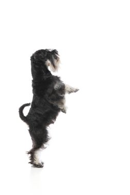 Siyah Schnauzer köpeği arka ayakları üzerinde duruyor. Beyaz stüdyo arka planına karşı dik duran yumuşak pençeleri var. Aktif köpek eğitimi kavramı, fiziksel uygunluk, köpek performansı.