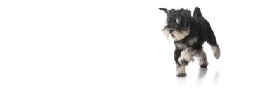Siyah Schnauzer köpeği beyaz stüdyo arka planında neşeli bir ağızlıkla öne doğru koşuyor. Köpek sevinci kavramı, enerjik hareket, sağlıklı köpek yaşam tarzı, evcil hayvan mutluluğu, fiziksel aktivite.