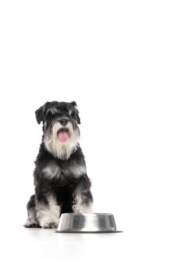 Yemek kasesinin yanında dili dışarıda oturan siyah Schnauzer köpeği ve beyaz stüdyo arka planına karşı neşeli bir ifade. Mutlu hayvan konsepti, uygun beslenme, köpek bakımı, sağlıklı beslenme, yaşam tarzı.