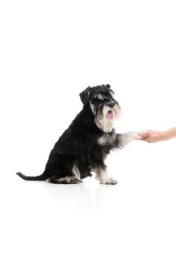 Siyah Schnauzer köpeği beyaz arka plana karşı dostça bir etkileşimde insan eline pençe veriyor. Hayvan bağı, köpek eğitimi, güven inşa, hayvan arkadaşlığı, sorumlu hayvan sahipliği kavramı..