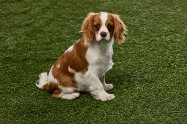 Oyuncu küçük Şövalye Kral Charles Spaniel yeşil çimlere karşı meraklı bir şekilde oturuyor. Evcil hayvan arkadaşlığı, duygusal destek, köpek evlat edinme, veterinerlik....