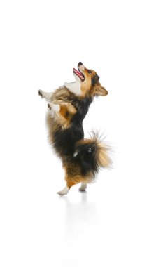 Üç renkli Corgi beyaz arka planda neşeli bir ifade ve dil ile tetikte bekliyor. Evcil hayvan uyanıklığı, duygusal zeka, veterinerlik kontrolü hazır olma, köpek kişiliği.