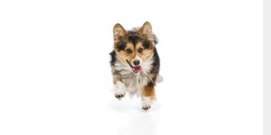 Heyecanlı safkan Galler Corgi 'si kameraya doğru şen şakrak bir şekilde, gözleri açık ve beyaz arka planda patisini kaldırdı. Köpek enerjisi kavramı, günlük oyun, evcil hayvan canlılığı, sevgi dolu bakım, mutlu ev hayatı..