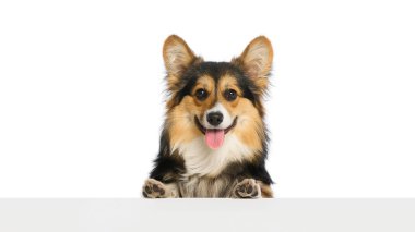 Happy Corgi pençelerini neşeli bir şekilde gösteriyor, dili dışarı fırlamış, beyaz stüdyo arka planında kameraya gülümsüyor. Bakım, hayvan bakımı, sağlıklı köpek, duygusal bağ, pozitif