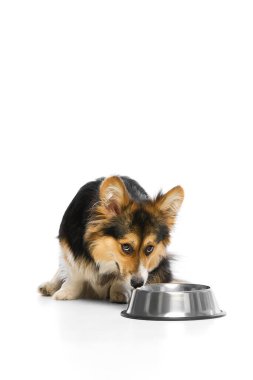 Beyaz arka planda çömelerek parlak metal kâseyi koklayan aç Galli Corgi. Evcil hayvan beslenme, köpek iştahı, beslenme saati, sağlık izleme, uygun beslenme, evcil hayvan bakımı kavramı.