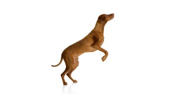 Zarif Macar Vizsla arka ayakları üzerinde dimdik duruyor. Pençeleri beyaz arka planda dengeli bir şekilde duruyor. Evcil hayvan, hayvan, veteriner ve tımar hizmetleri, köpek maması kavramı.