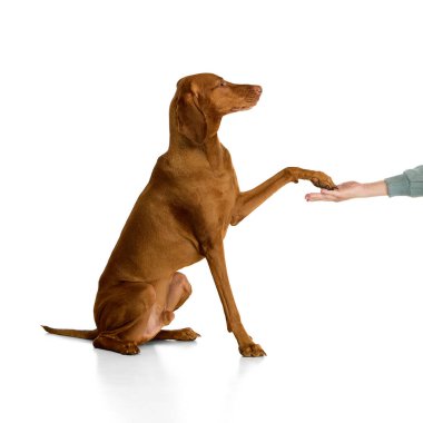 İtaatkar Macar Vizsla beyaz arka plana karşı sakin bir duruşla insan eline pençe atıyor. Evcil hayvan, hayvan, veteriner ve tımar hizmetleri, köpek maması kavramı.