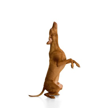 Macar Vizsla dik oturuyor, ön bacakları kalkık ve başı beyaz arka plana doğru eğik. Evcil hayvan, hayvan, veteriner ve tımar hizmetleri kavramı