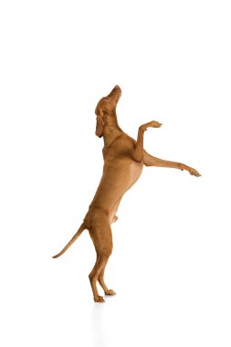 Macar Vizsla 'sı arka ayakları üzerinde dengede duruyor. Geniş patileri ve beyaz arka planda heyecanlı bir duruşla yukarı bakıyor. Hayvan, hayvan, veteriner ve tımar hizmetleri, köpek maması kavramı.