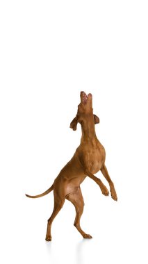 Etkin Macar Vizsla, beyaz arka plana karşı yoğun bir ilgi ve dikkatle dikey atlıyor. Hayvan, hayvan, veteriner ve tımar hizmetleri, köpek maması kavramı.