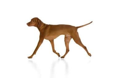 Macar Vizsla sürekli adımlar ve odaklanmış bakışlarla beyaz arka plana karşı sağlıklı duruş sergiliyor. Hayvan, hayvan, veteriner ve tımar hizmetleri, köpek maması kavramı.