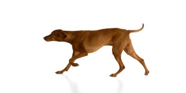 Macar Vizsla beyaz arka planda hareket ederken yumuşak adımlarla ve kendinden emin bir enerjiyle zarifçe adım atıyor. Evcil hayvan, hayvan, veteriner ve tımar hizmetleri, köpek maması kavramı.