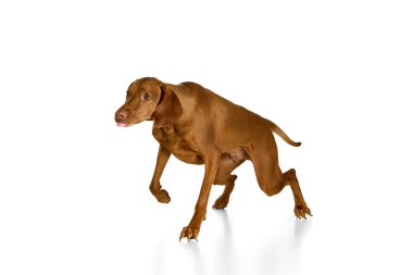 Enerjik kahverengi köpek orta yolda, dili dışarı fırlamış ve kulakları kanat çırpıyor, yeşil çimlerin üzerinde beyaz stüdyo arka planında güvenle koşuyor. Evcil hayvan çevikliği, hayvan, oyuncu evcil köpek kavramı.