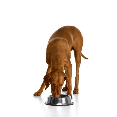 Parlak metal kaseden yemek yiyen, kafası aşağıda, bacakları yeşil çimlerin üzerinde beyaz stüdyo arka planında duran aç kahverengi köpek. Hayvan bakımı, beslenme ve beslenme zamanı kavramı.