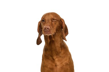 Kendine güveni olan kahverengi köpek, beyaz stüdyo arka planına karşı yeşil çimlerde cazibesini ve mizahını ifade ediyor. Komedi karakteri. Evcil hayvan kavramı, sağlık, yoldaş. Ad