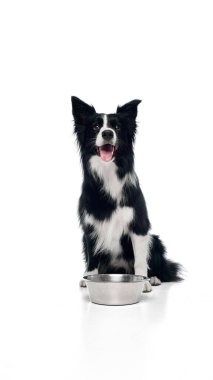 Safkan Border collie metal köpek kasesiyle oturuyor, beyaz stüdyo arka planına karşı aç görünüyor. Evcil hayvan, köpek, tımar ve veteriner hizmetleri kavramı.