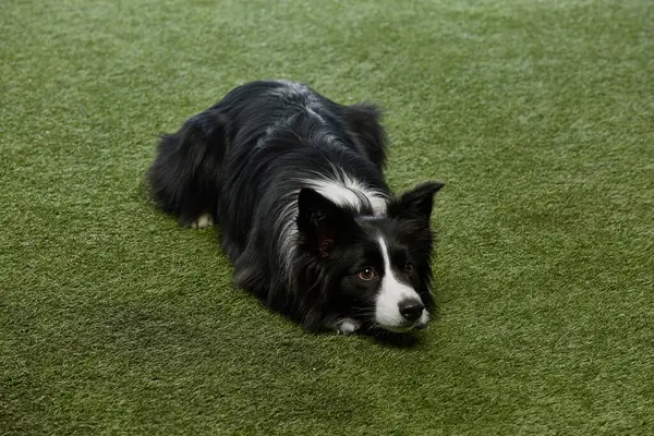 Sınır çobanı yeşil çimlerin üzerinde uzanmış beyaz stüdyo arka planına karşı tetikte bekliyor. Köpek sağlıklı görünüyor. Evcil hayvan, köpek, tımar ve veteriner hizmetleri kavramı.