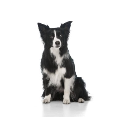 Beyaz arka planda oturan siyah beyaz çoban köpeği beyaz stüdyo arka planına bakıyor. Evcil hayvan, köpek, tımar ve veteriner hizmetleri kavramı.