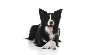 : Border collie yerde yatıyordu. Ön bacakları çaprazdı ve ağzı açıktı. Beyaz stüdyo arka planına bakıyordu. Evcil hayvan, köpek, tımar ve veteriner hizmetleri kavramı.