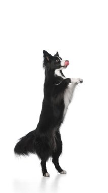 Arka ayakları üzerinde duran, ön bacakları kalkık ve dili beyaz stüdyo arka planına dönük oyuncu Border Collie köpeği. Evcil hayvan, köpek, tımar ve veteriner hizmetleri kavramı.