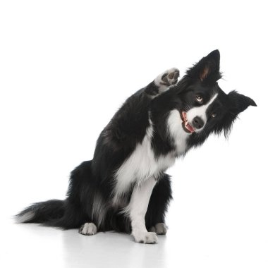 Safkan köpek Border collie kafası eğik oturuyor ve ön pençesi beyaz stüdyo arka planına karşı şakacı bir jest olarak yükseliyor. Evcil hayvan, köpek, tımar ve veteriner hizmetleri kavramı.