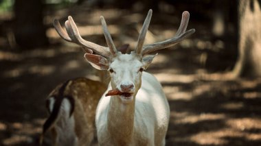 Garip bir ifadeyle havuç çiğneyen beyaz geyik. Hayvan besleme, hayvanat bahçesi etkileşimi, geyik davranışları ve mizahi vahşi yaşam portresi kavramı..