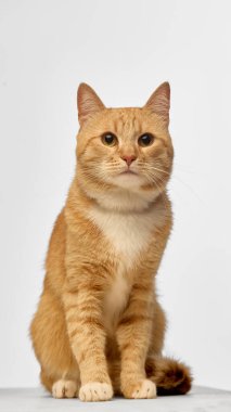 Doğrudan kameraya bakan turuncu tekir kedinin dikey portresi. Evcil hayvan evlat edinme, hayvan karakteri, veteriner hizmetleri, evcil hayvan yaşam tarzı ve ev arkadaşları kavramı.