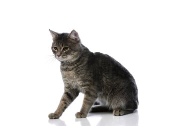 Parlak beyaz arka planda odaklanmış ifadesiyle oturan gri tekir kedi. Evcil hayvan kavramı, kedi duruşu, hayvan davranışı, sakin gözlem ve evlat edinme promosyonu.