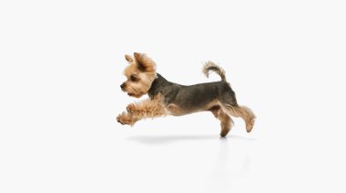 Yorkshire Teriyeri, yan görüş açısı geniş bir şekilde havada sıçrıyor. Köpek çevikliği, eğitim, eğlenceli eylem, hız, heyecan ve enerjik hayvan yaşam tarzı kavramı.