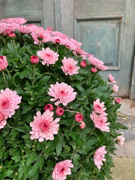 Рожева Хризантема Квітка Горщику Типова Квітка Фестивалю Мертвих Квіти Цвинтарі — стокове фото