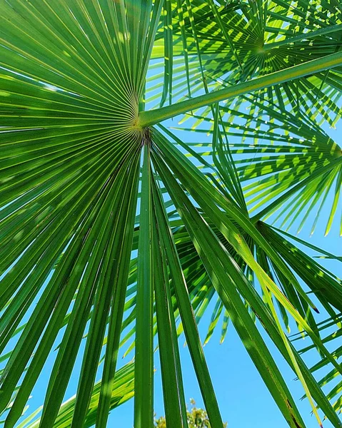 Folhas Palmeira Luz Brilhando Através Das Folhas Céu Luz Plantas — Fotografia de Stock