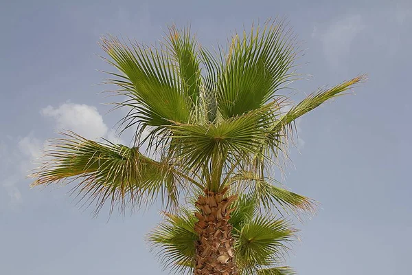 Palmboom Tegen Blauwe Lucht Licht Dat Van Achter Palmbladeren Komt — Stockfoto