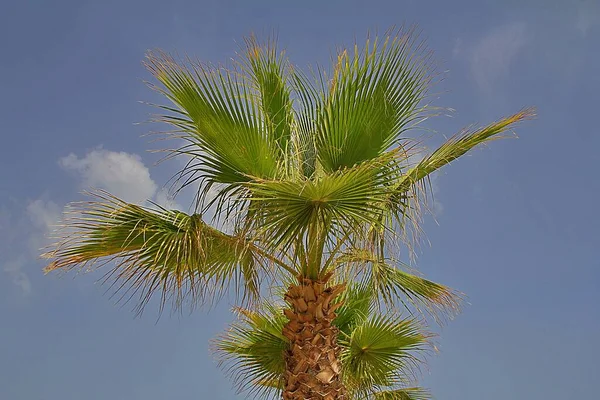 Palma Tle Niebieskiego Nieba Światło Wychodzące Zza Liści Palmy Rozprzestrzeniające — Zdjęcie stockowe