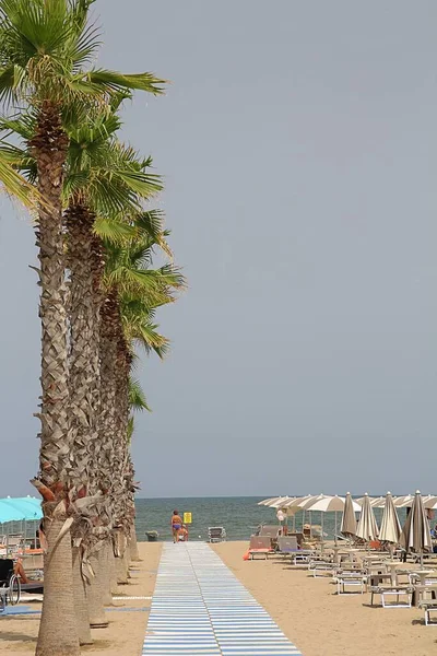 Denize uzanan patika boyunca dikilmiş uzun palmiye ağaçları, kumlar, yayılmış güneş şezlongları, uzaktan kumsal ve deniz, İtalya 'nın Chioggia sahilleri, İtalya