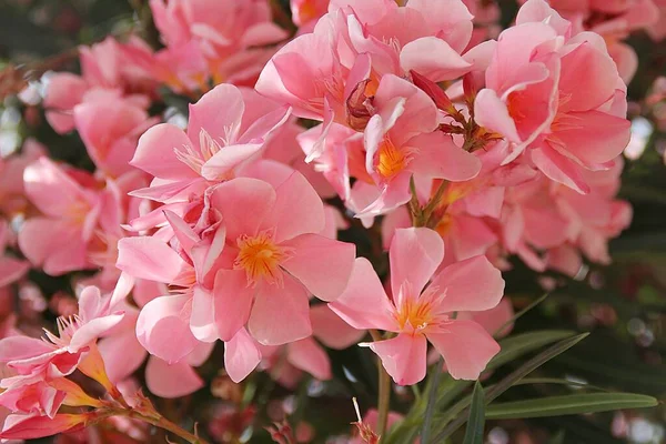 Rosa Oleander Blommor Lax Blomma Kronblad Stora Blommande Oleander Buske — Stockfoto