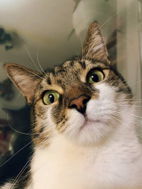 domestic cat, green cat's eyes, colorful cat fur, close-up of a domestic pet, surprised face of a cat, furry
